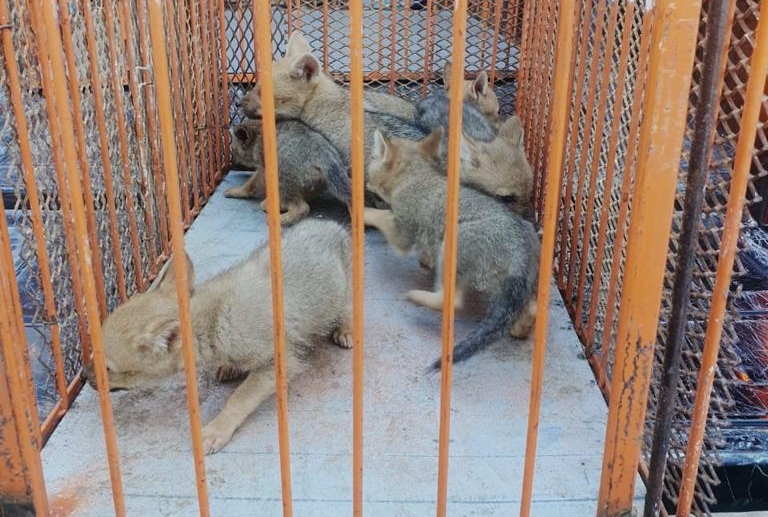 Fauna funense: rescataron a 6 zorros cachorros y a su mamá